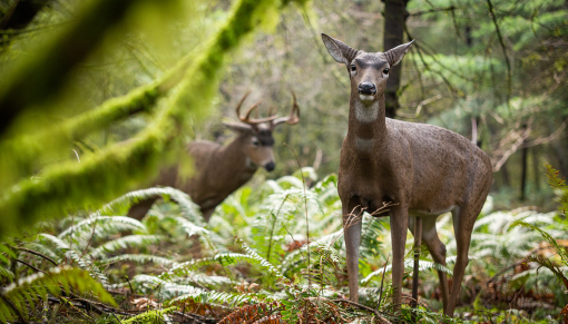 Deer Pair - Image 2