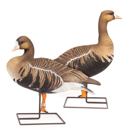 Limited Auction | Tarbelly Pair