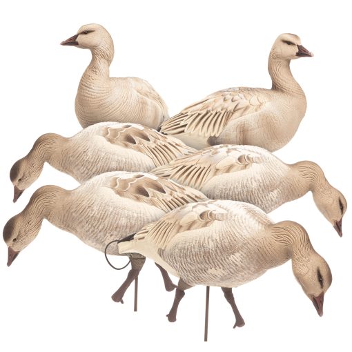 Snow Goose Juvie | Combo 6-Pack