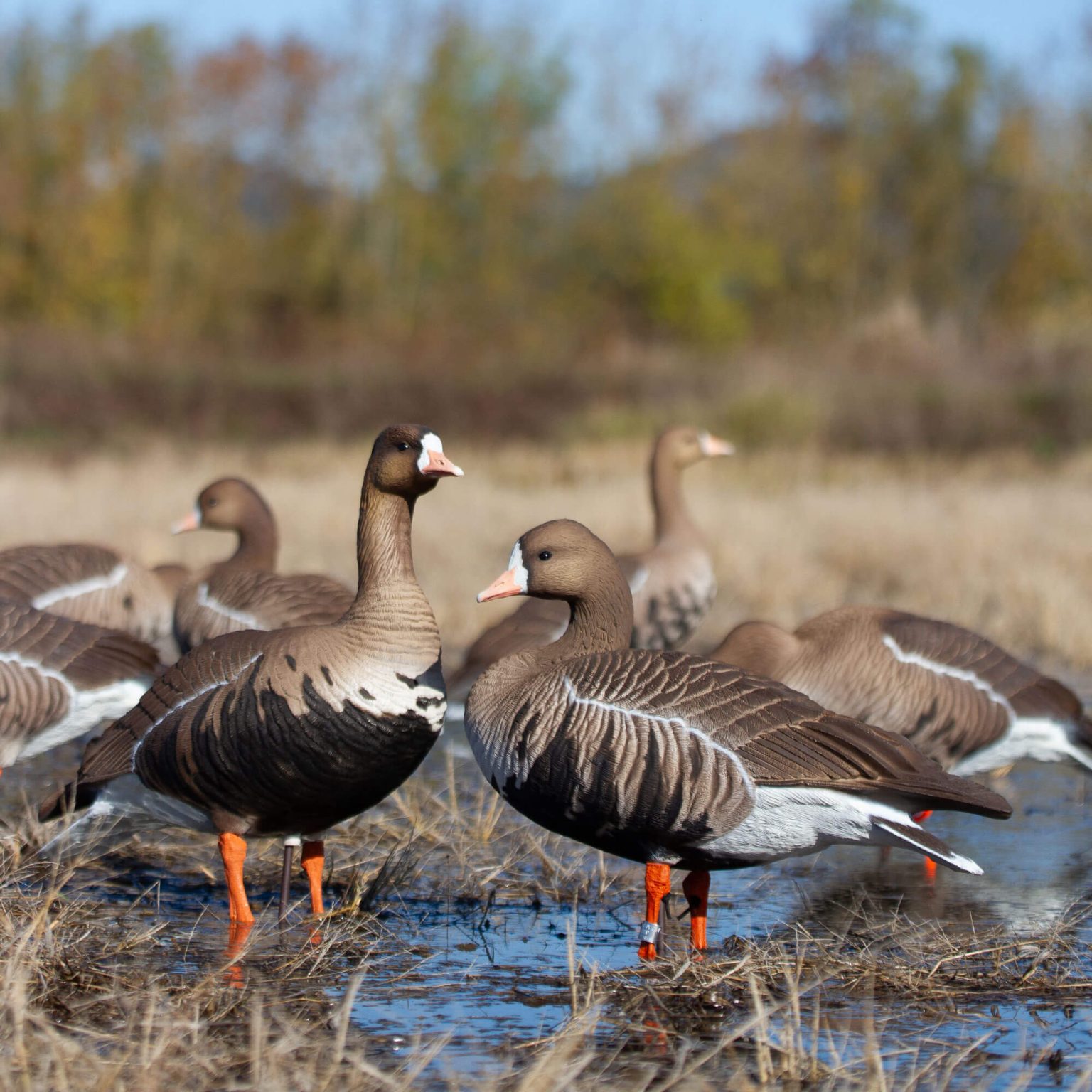 Limited Speck Tarbelly Pair Dave Smith Decoys