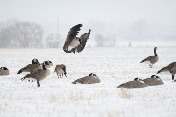 Black Armour Flocking Kit – Dave Smith Decoys