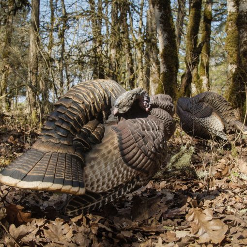 Preening Pair - Image 5