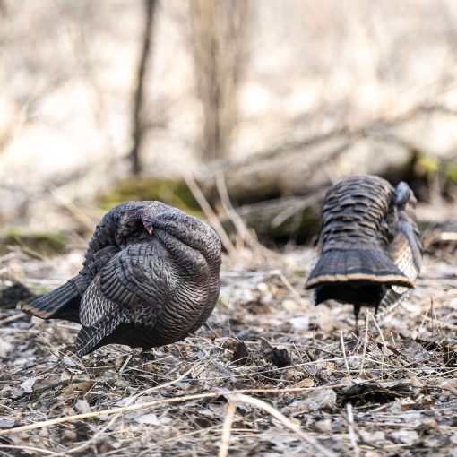 Preening Pair - Image 4