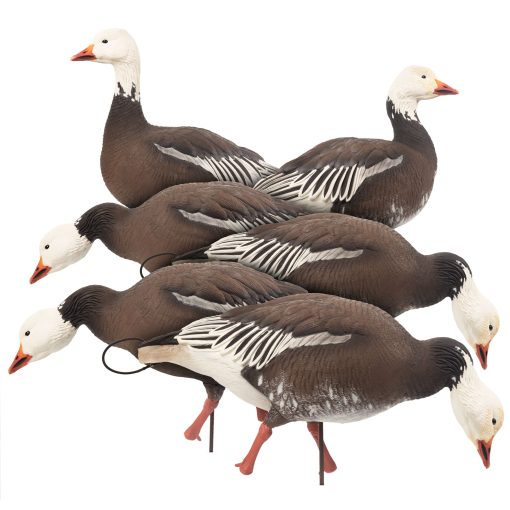 Blue Goose | Combo 6-Pack