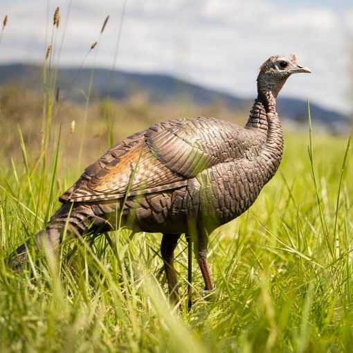 Limited Turkey | 25th Anniversary Hen - Image 2