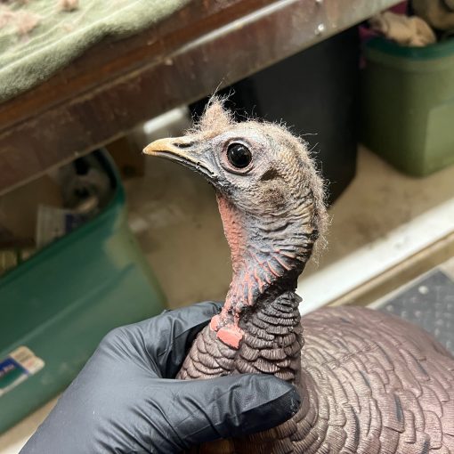 Limited Turkey | 25th Anniversary Hen - Image 3