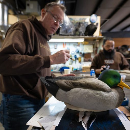 A.C.E. Mallards | 6-Pack - Image 7
