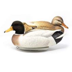 Limited Series Auction | Leucistic Pair