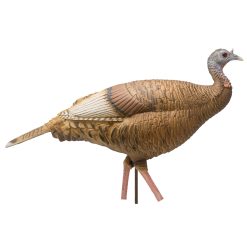 Limited Series | Red Phase Hen