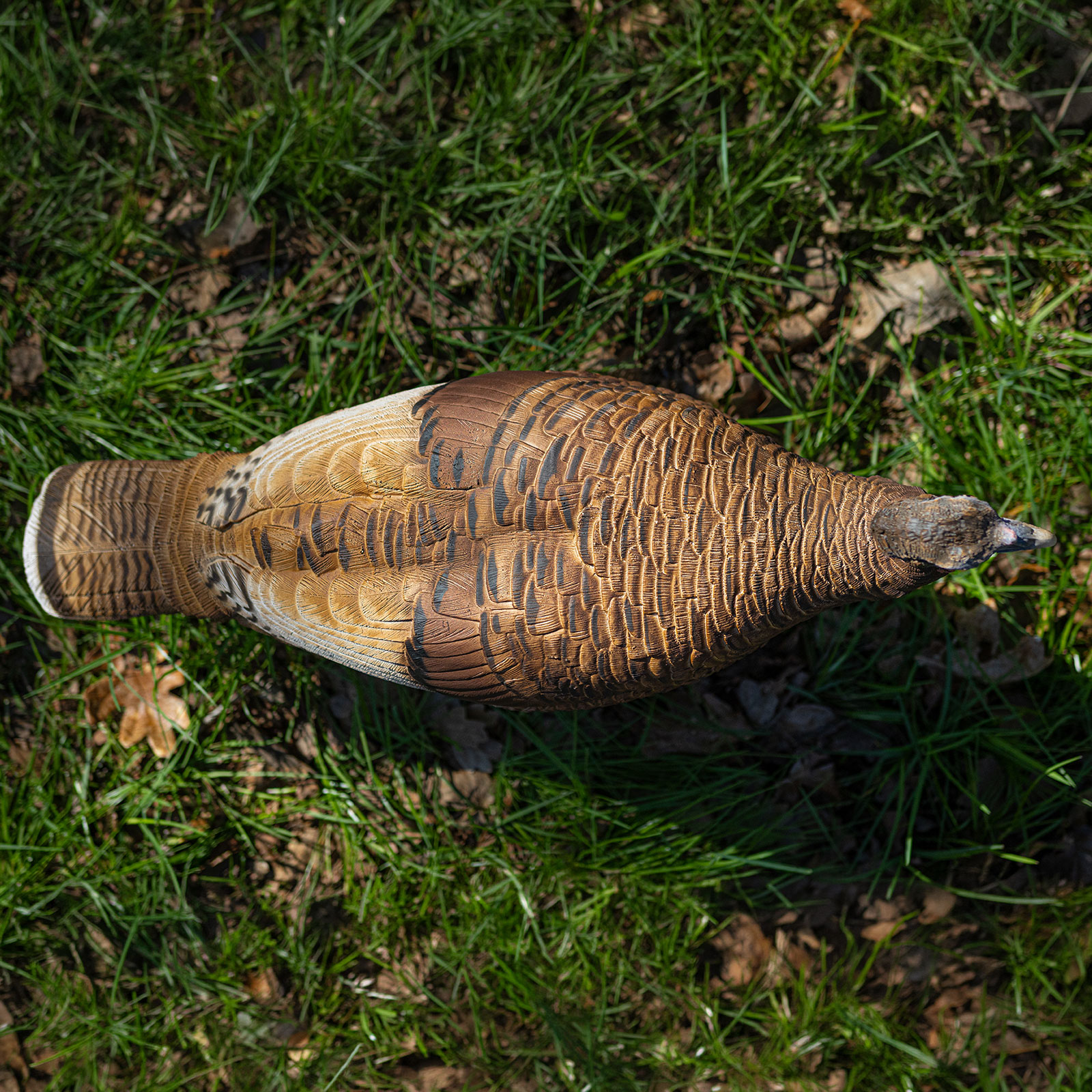 Limited Series | Red Phase Hen - Image 6