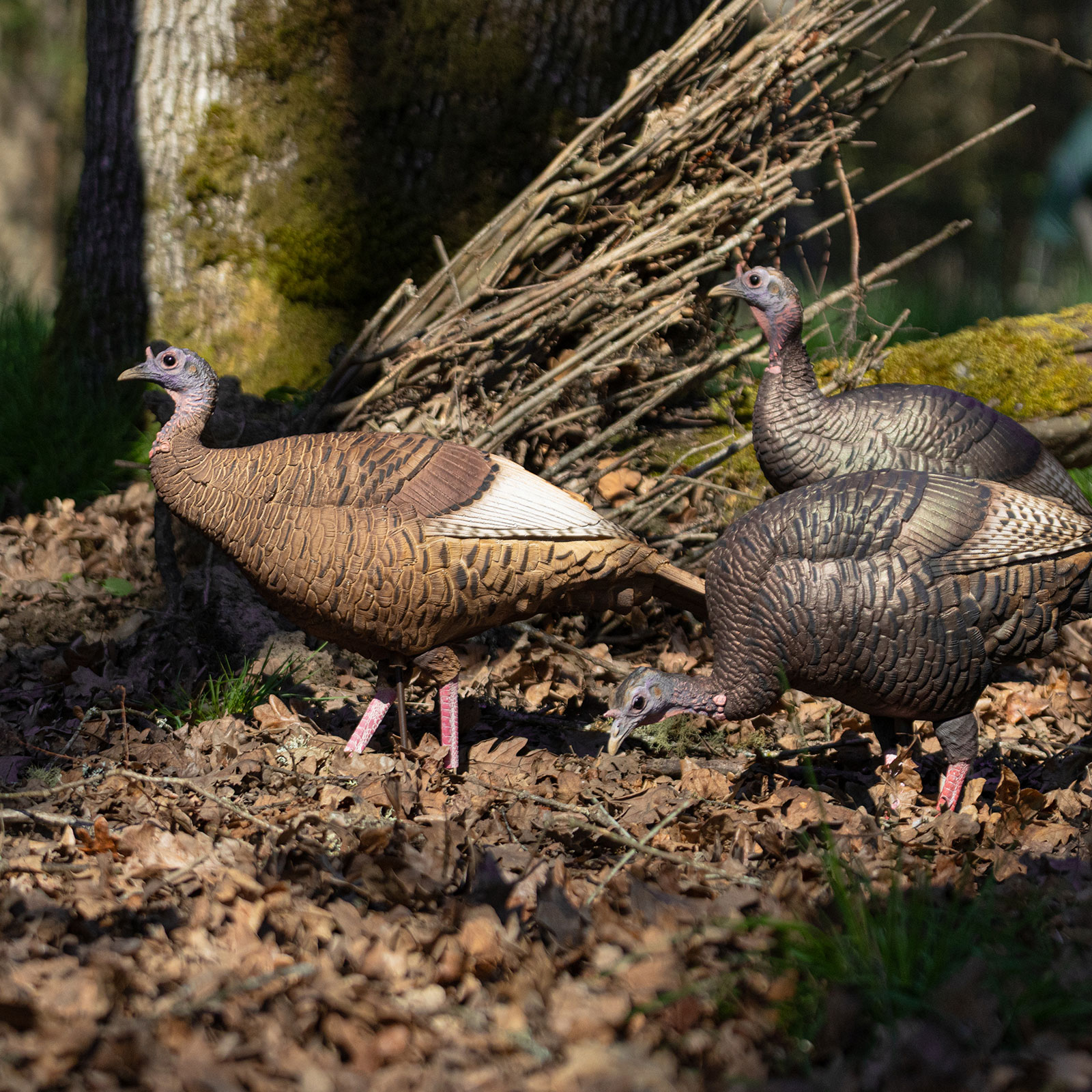 Limited Series | Red Phase Hen - Image 3