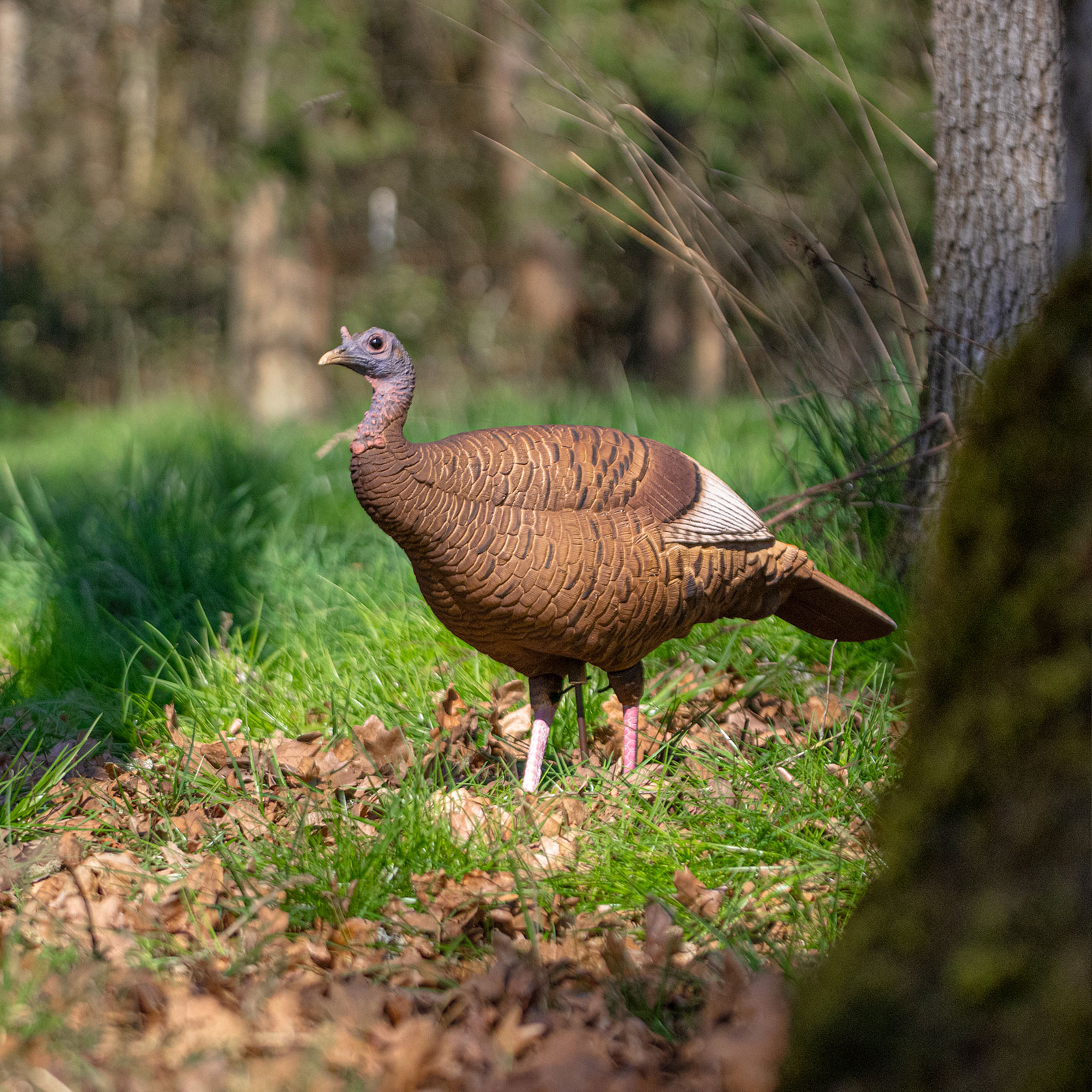 Limited Series | Red Phase Hen - Image 2