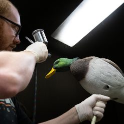 ACE Mallard | Full Body 6-Pack - Image 5