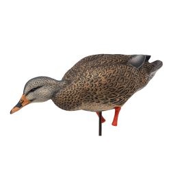 Maxima Mallards | Full Body 6-Pack - Image 6