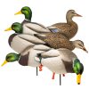 Maxima Mallards | Full Body 6-Pack