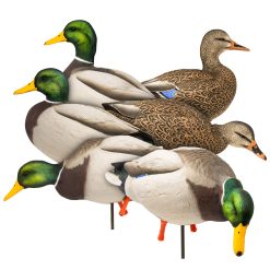 Maxima Mallards | Full Body 6-Pack