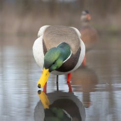 ACE Mallard | Full Body 6-Pack - Image 3