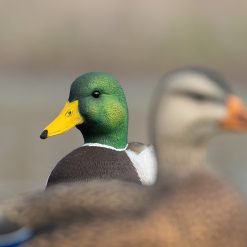 ACE Mallard | Full Body 6-Pack - Image 4