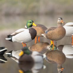 ACE Mallard | Full Body 6-Pack - Image 2