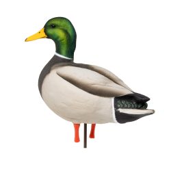 Maxima Mallards | Full Body 6-Pack - Image 2